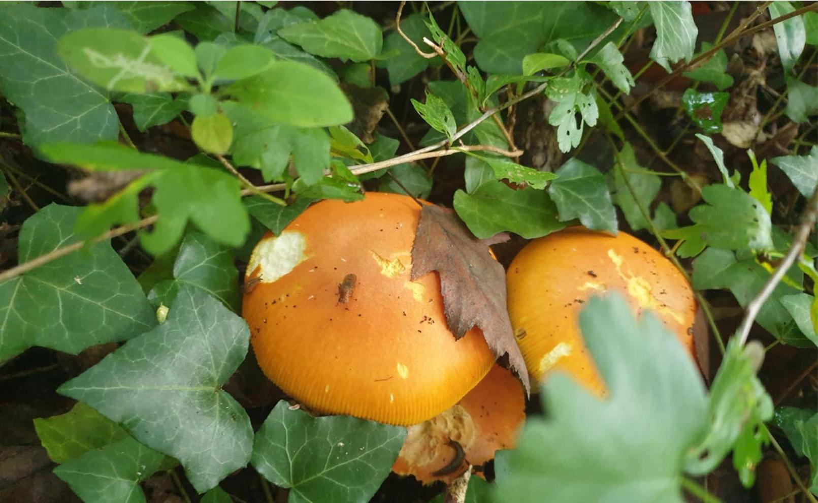 Seuls En Pleine Nature - Gite La Cote Blanche Puygaillard-de-Quercy المظهر الخارجي الصورة