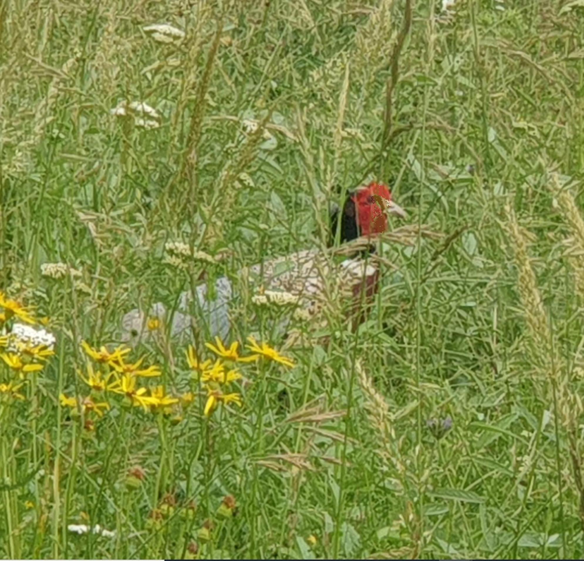 Seuls En Pleine Nature - Gite La Cote Blanche Puygaillard-de-Quercy المظهر الخارجي الصورة